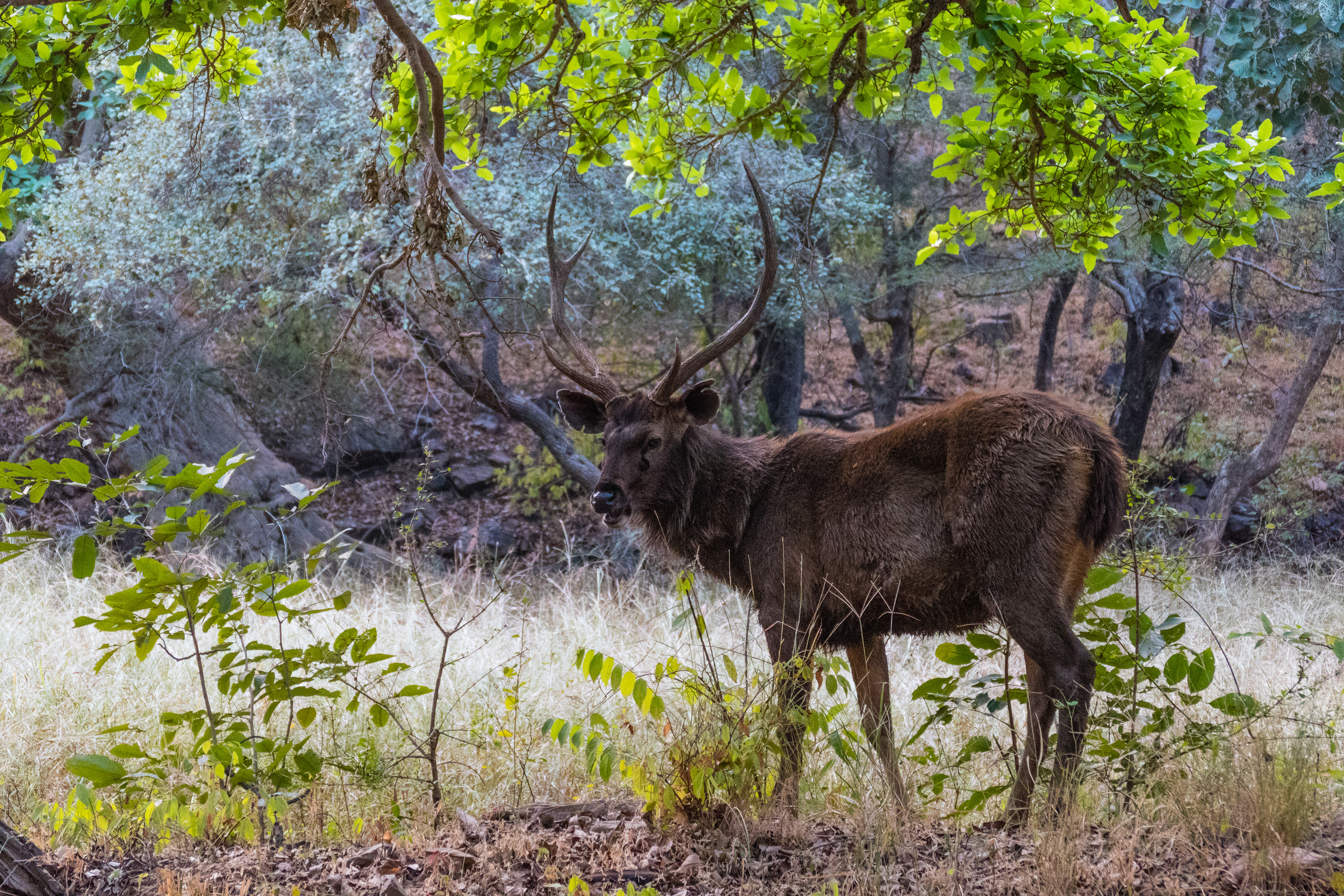 07 Ranthambore 7